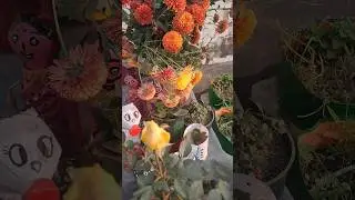 Terrace garden # #motivational #handmadeplanter #youtubeshort #trendingshort #DIY plants stand #siya