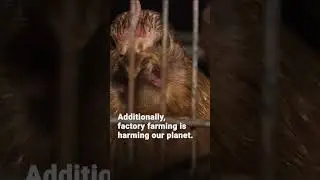 Super Bowl Weekend &ndash; Animals Suffer for Moments of Convenience 💔 | FOUR PAWS  | FOUR PAWS | [SUBS]