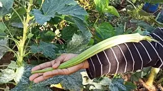 Today harvesting in little princess garden😄 #ladiesfinger #vegetables #harvesting #harvest #garden