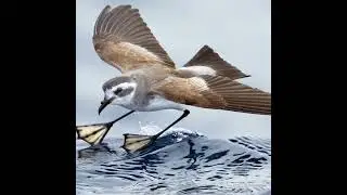 Cool White-faced Storm-Petrel