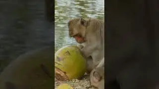 Monkey Drinking Coconut  #animals #youtubeshorts #birds