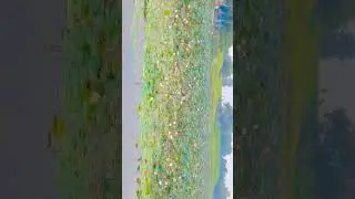 mere gaon ka talab
