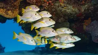 4K Underwater Compilation: Watch Beautiful Sea Underwater World🌊 #oceanvideo #marinelife #nature #4K