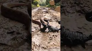 Scorpion showed its strength in front of the snake #shorts #snake #scorpion