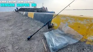 Cara casting ikan cendro di dermaga sluke rembang