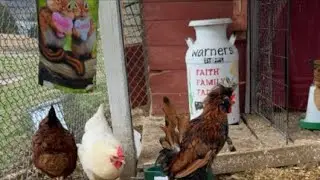 Chicken coop cam live.Jan.18 #chicken #birdwatching #&iacute;ndiogigante #rabbit #homestead #farming
