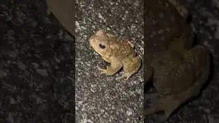 Shy little toad!! #shorts #cute #frog #toad