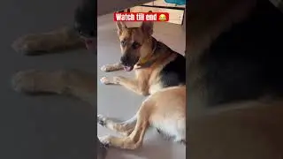 #bollywood #simmba #comedyfilms #funny #petsrule #comedymovies #pets #funnycomedy