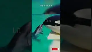 Lolita's Last Tank Mate #shorts #wildlife #animalplanet #dolphin #orca