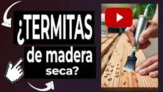 🔴 C&oacute;mo ELIMINAR TERMITAS de MADERA SECA: Gu&iacute;a completa y m&eacute;todos efectivos