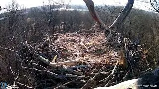Hanover Eagles Live Cam   HDOnTap &mdash; Mozilla Firefox 2026 01 13 09 06 18