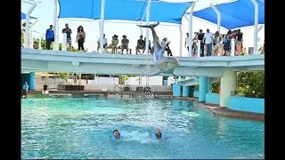 Dophin Swim 2025