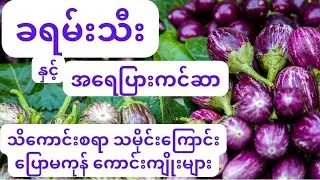 ခရမ်းသီးနှင့်အရေပြားကင်ဆာ သမိုင်းကြောင်းနှင့်ကောင်းကျိုးများ #eggplant #health #viral #fyp #food 