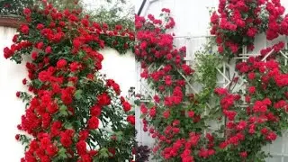 #world most beautiful Rose flowers#Rose#phoolon#Lata gulab##gulab ke phool#Red Rose# #Flower#gulab
