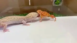 【閲覧注意】カエル🐸いろいろ映像詰め合わせ！！＜生物観察　昆虫バトル　両生類　捕食　飼育　クランウェルツノガエル＞
