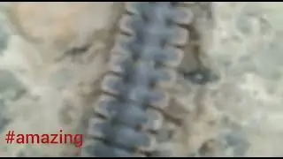 another beautiful of armoured millipede