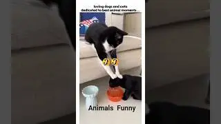 Funny animals🤣🐈. #shorts #short #animals #funny