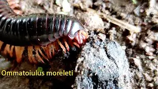 Ommatoiulus moreleti / Portuguese millipede / Julida,Archispirostreptus / wildlife