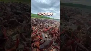 🦞 HUNDREDS OF CRAWFISH CROSSING THE ROAD