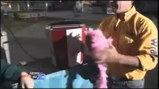 Rooster steals the show from Victoria - Mountain State Fair