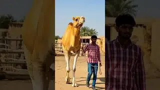 Watch the stunning Golden-Yellow Mewari Camel with White Legs🐂 #shorts #camel #mewaricamel