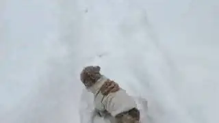 Some lake effect snow in Ridgeway NY off Lake Ontario 