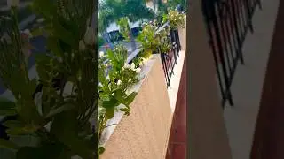Madhumalti/Rangoon Creeper in my Balcony #viral #garden #subscribe #rangooncreeper