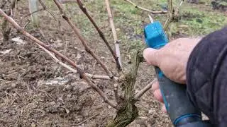 Ovako orežite vinovu lozu i imaćete ogroman rod