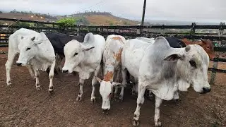A FEIRA DO GADO DE JOÃO ALFREDO - PE SÓ OS TOPS 12/01/2026