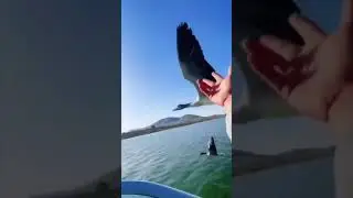 Ducks  or Geese fly near the Motor Boat.