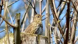 Song Thrush (Turdus philomelos)