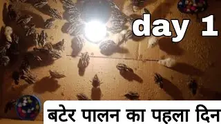 bater palan day 1 # बटेर पालन कैसे करे # quail farming day 1