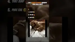 Top 5 Golden Retriever Moments #funny #meme #ranking #tiktok