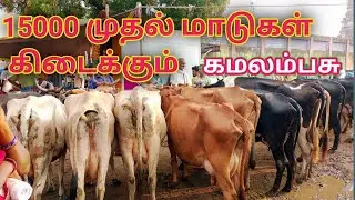 ரூ25000,பசுமாடு கன்றுக்குட்டி குறந்தை விலை விற்பனை செய்தேன்|சினைபசு, கமலம்பசு|Vellore cattle market