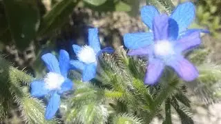 Anchusa azurea,Buglossa azzurra (medicinal herb)