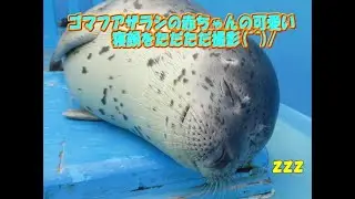 【アザラシ】ゴマフアザラシ赤ちゃんの可愛い寝顔（伊勢シーパラダイス／水族館）
