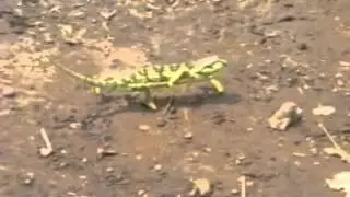 Dramatic Chameleon Dancing to Hip Hop