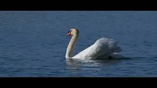 Teaser 2 - Project Swan - Nikon Z9, Nikon 800mm, Nikon MC-N10, Cartoni Maxima 30