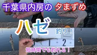 内房の夕まずめハゼ釣り！