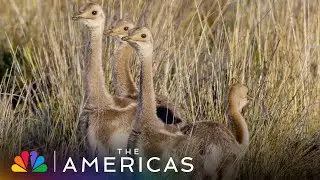 The Male Darwin's Rhea of Chile Will Adopt Any Lost Chick | The Americas | NBC