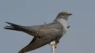 Il cuculo -  the cuckoo