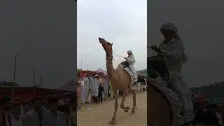 Camel Race Festival Held at the Same Time in India and Pakistan 🐪🎉 II Lucky Bhai #foryou