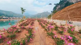 Con đường hoa đẹp nhất Bắc Mê | điểm check in lý tưởng