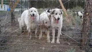 Livestock Guard Dogs for Homestead Beginners | Top 5 Questions