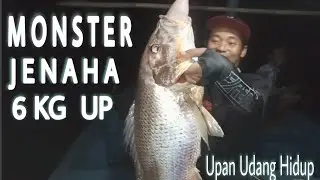 Mancing Malam Banyak Ikan Jenaha Monster!! l Umpan Mujarap Udang Hidup & Filet Cumi