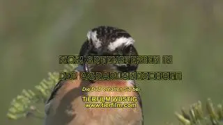 Vom Artensterben in der Agrarlandschaft