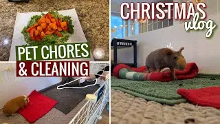 VLOG: Taking Care Of My Guinea Pigs || Pigmas 2023
