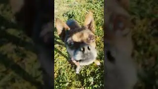 Frisbee with Ivy the Boston terrier pug mix from the pound this morning