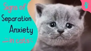 😿Do Cats Experience Separation Anxiety? How Can You Help Them? | Furry Feline Facts