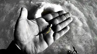 Ice Fishing Made Simple! T-Vex Ice Fishing Tungsten Jigs